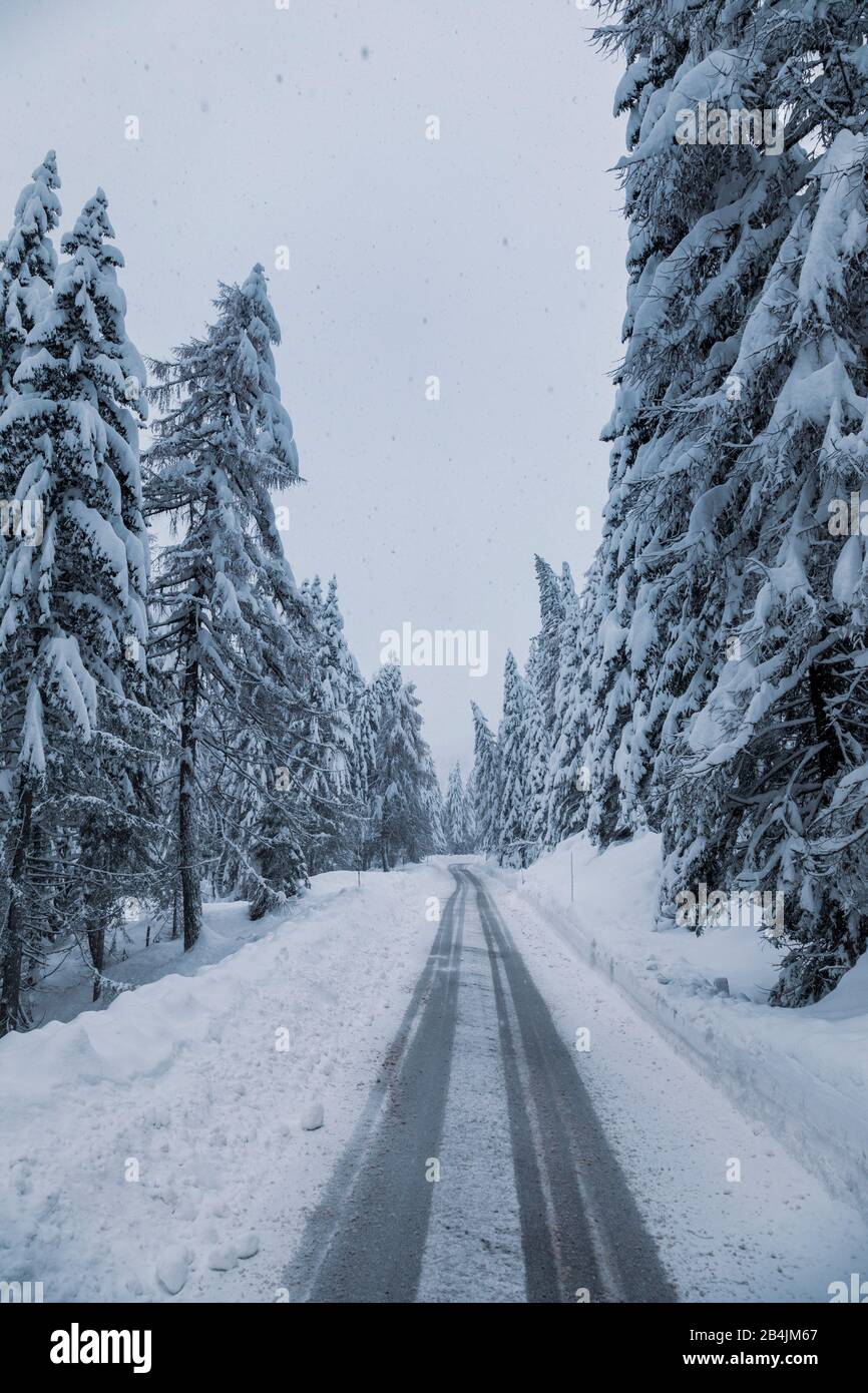 Snow covered mountain road through the forest, passo Tre Croci, Dolomites, Belluno, Italy Stock Photo