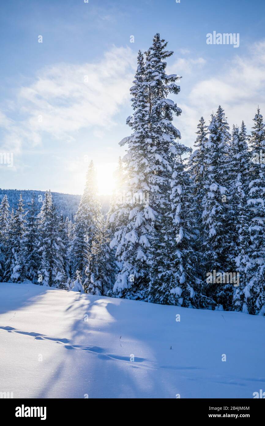 coniferous forest, sunlight filters through the snow-covered trees, Livinallongo del Col di Lana, Belluno, Veneto, Italy Stock Photo