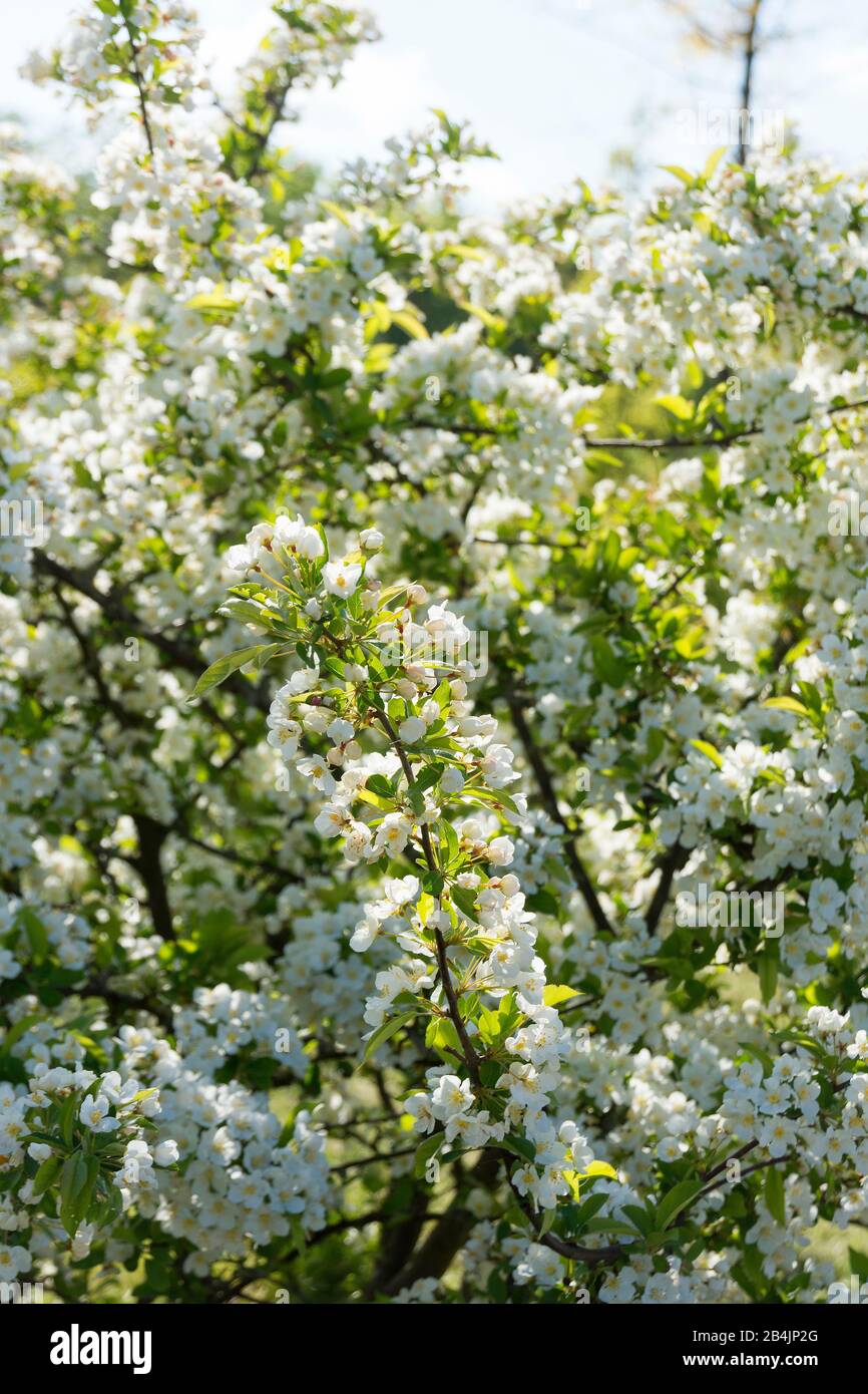 Bluhend apfelbaum hires stock photography and images Alamy