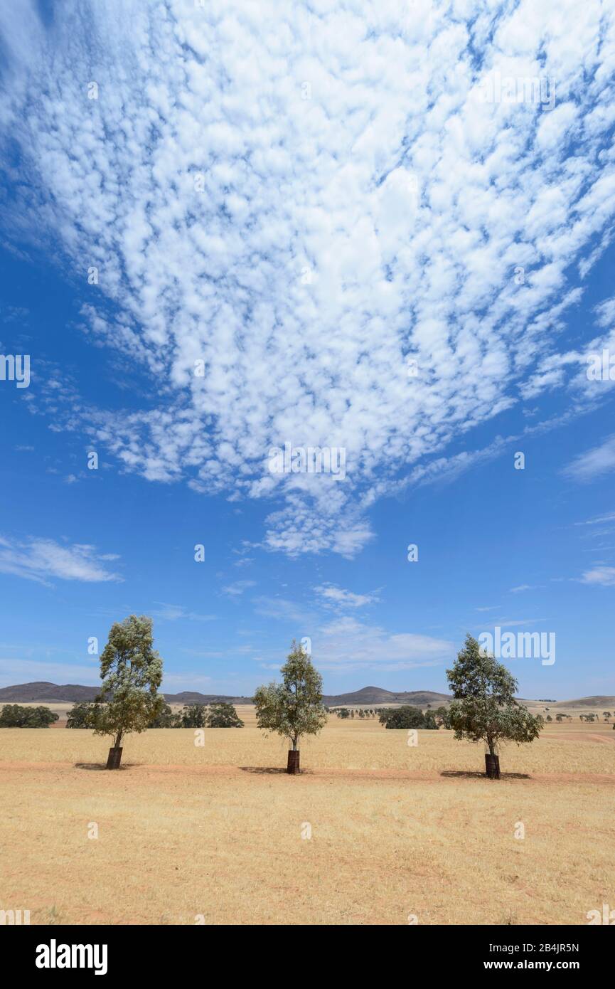 Vertical view of scenic landscape with spectacular cloud formations near Orroroo, South Australia, SA, Australia Stock Photo
