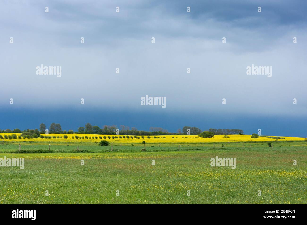 Fischland-Darss, Landschaft zwischen Ahrenshoop und Wustrow, Gewitterstimmung, Kopfweiden, Kontrast Stock Photo