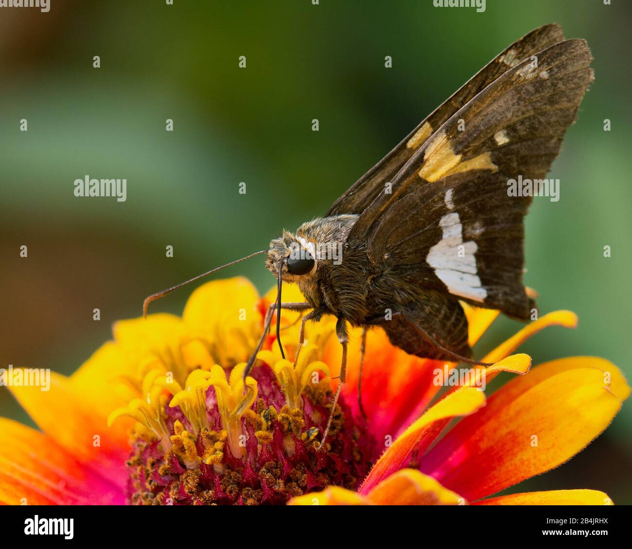 Closeup of brown and gold butterfly known as a Silver Spotted Silver on an orange and yellow vivid flower. Stock Photo