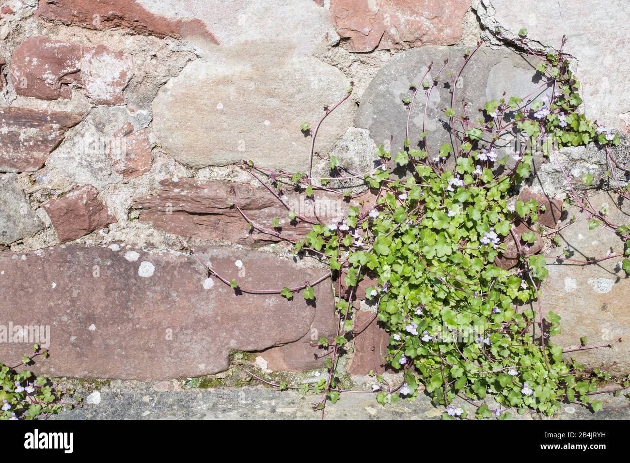old reddish stone wall with a green plant with small violet flowers Stock Photo