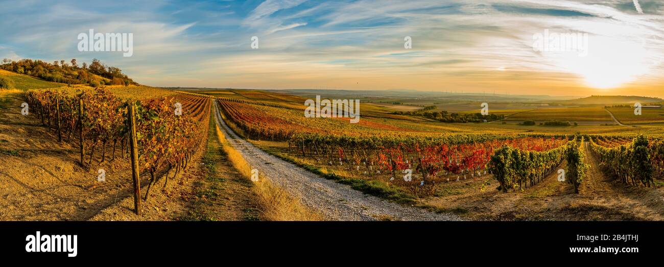 Vineyards at Vendersheim, panorama Stock Photo