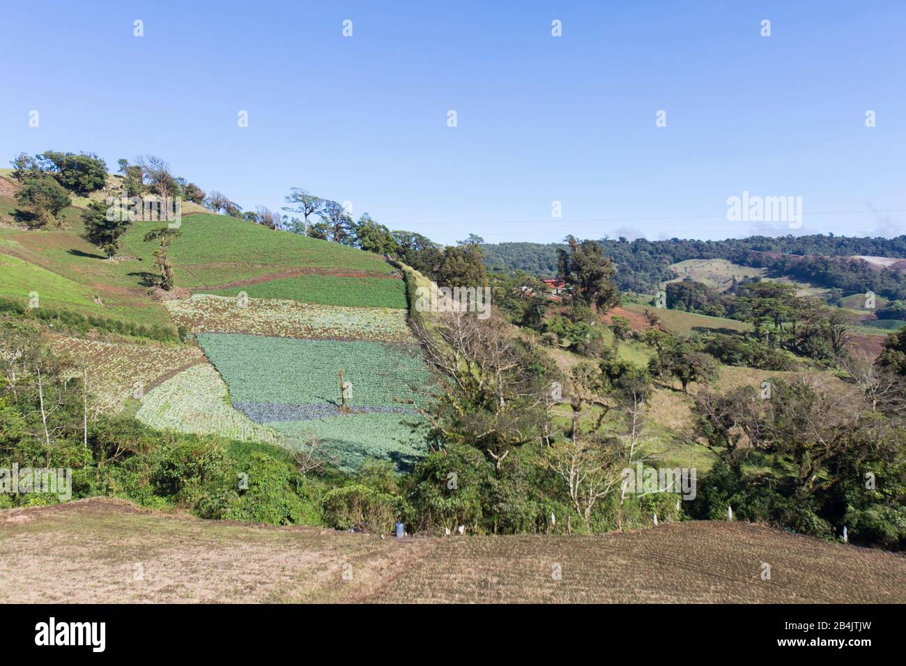 Terraced farmland in Costa Rica, growing cabbages Stock Photo
