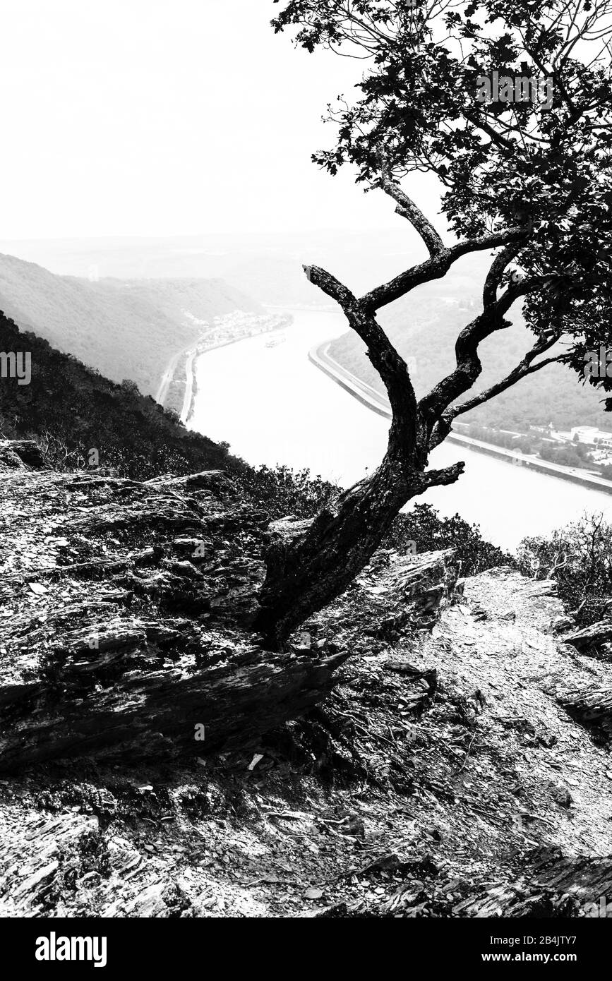 View from a rock massif, south of Kamp-Bornhofen on the Middle Rhine, lonely wind-bent tree grows out of the rock, right below Bad-Salzig, Rhine-Romance along the Rheinsteig trail, Unesco World Heritage Upper Middle Rhine Valley, Stock Photo