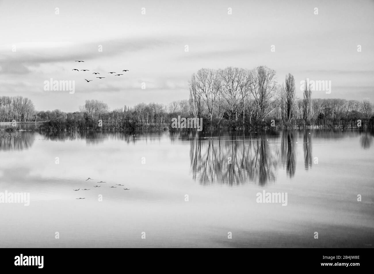 Birds in formation flight over the lake, flooded polders near Ingelheim Stock Photo