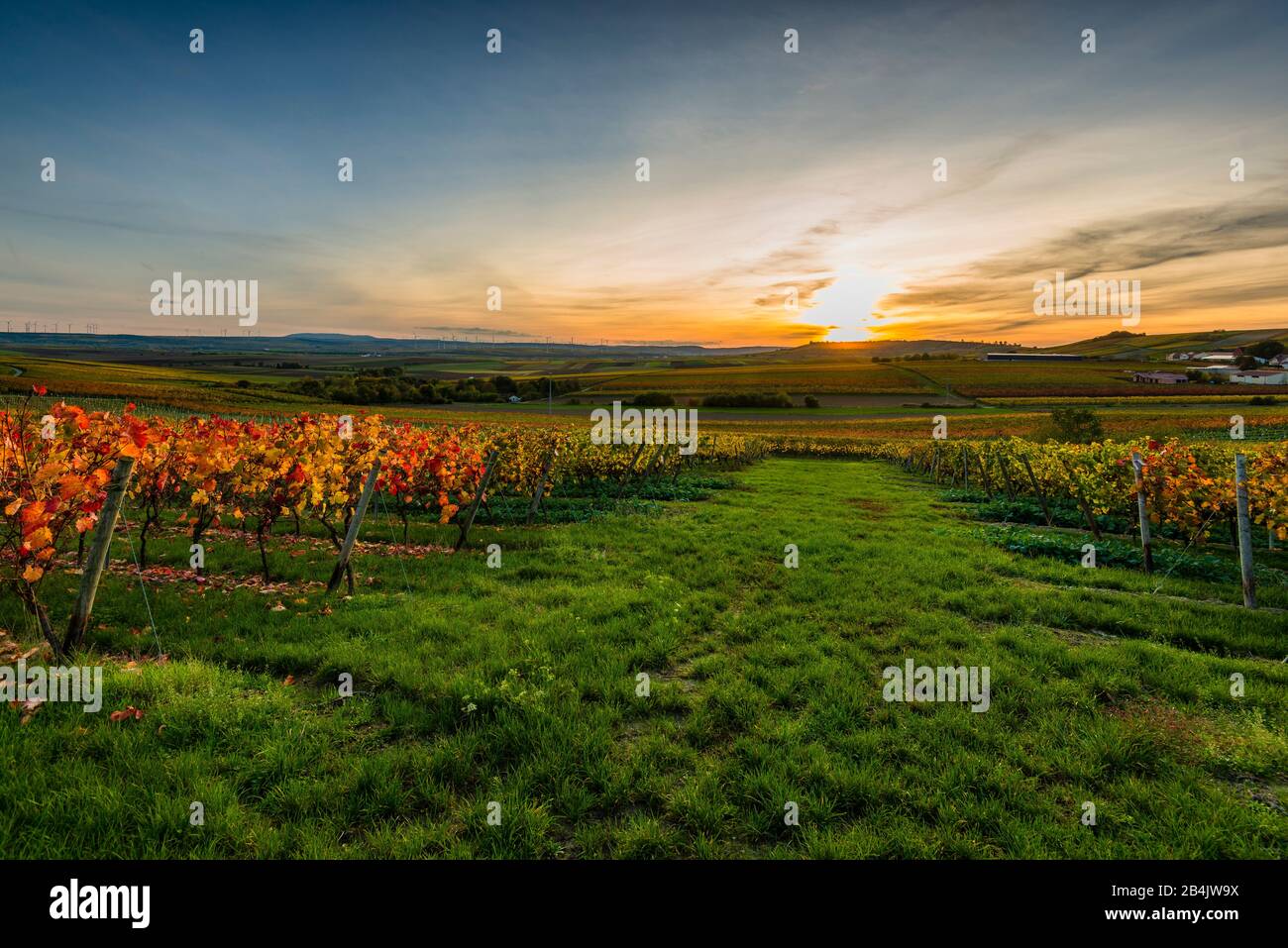 Autumn in the vineyard in a gently undulating landscape in Rheinhessen, rich bright colors in October, evening atmosphere with warm light, golden October at its best, with sunset Stock Photo