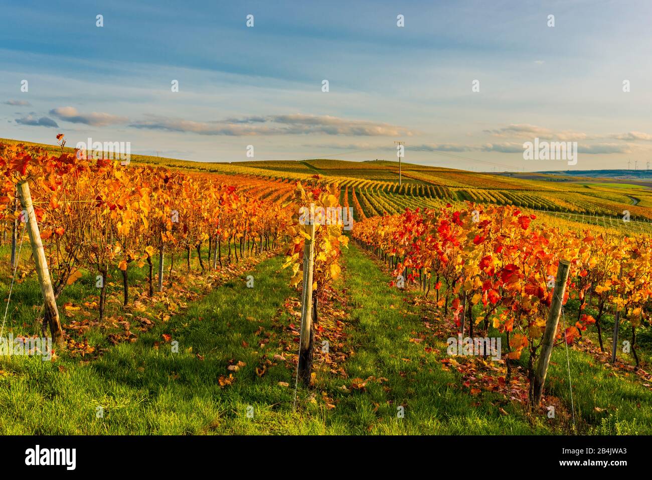 Autumn in the vineyard in a gently undulating landscape in Rheinhessen, rich bright colors in October, evening atmosphere with warm light, Golden October at its best, Stock Photo