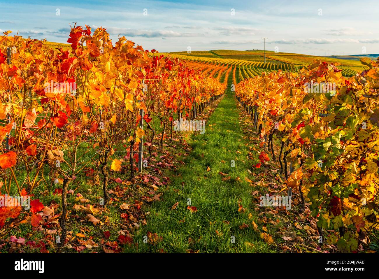 Autumn in the vineyard in a gently undulating landscape in Rheinhessen, rich bright colors in October, evening atmosphere with warm light, Golden October at its best, Stock Photo