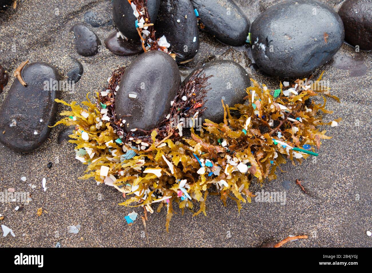 Microplastic, washed up with seaweed on beach, Playa Famara, Lanzarote, Canary Islands, Spain Stock Photo