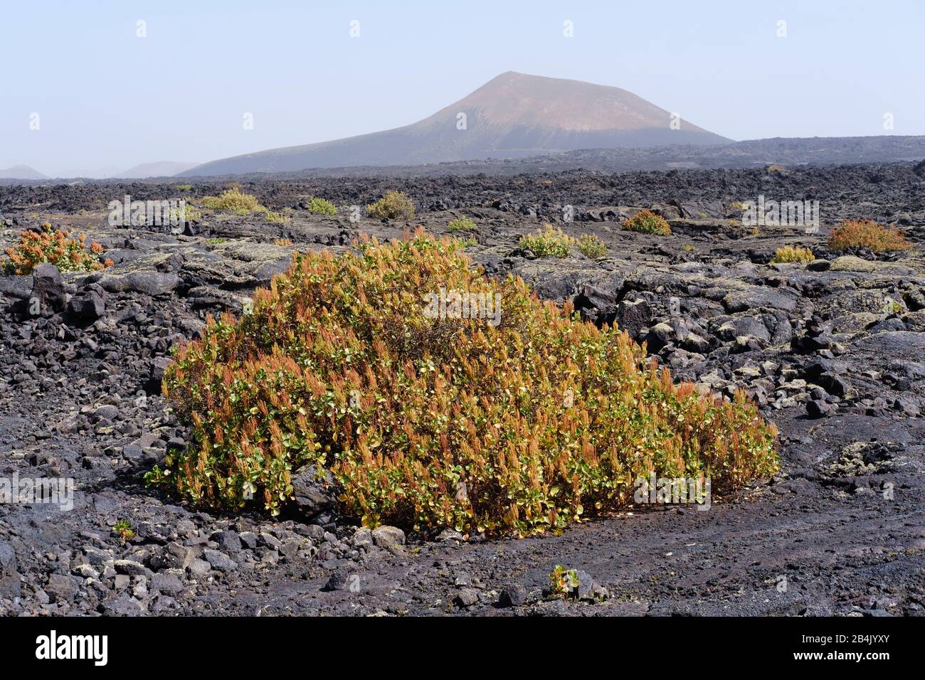 Canary sorrel (Rumex lunaria) on lava field, Los Volcanes natural park, at Tinajo, Lanzarote, Canary Islands, Spain Stock Photo
