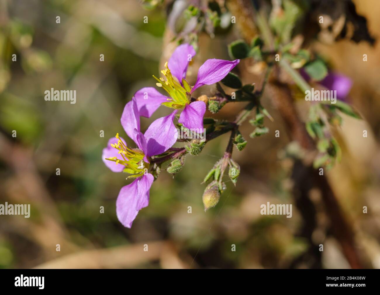 Blossoms of Cretan Faginia (Fagonia cretica), Lanzarote, Canary Islands, Spain Stock Photo
