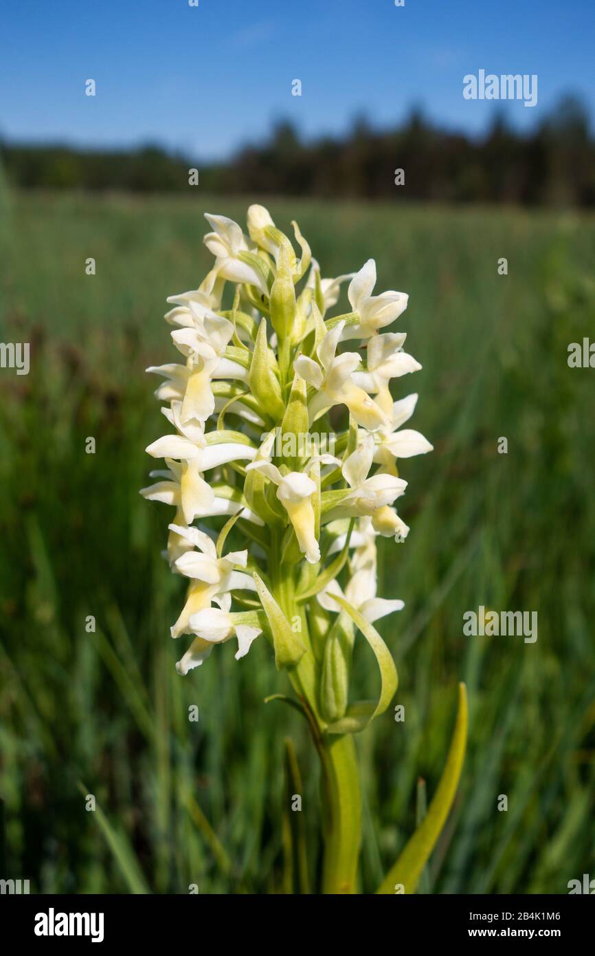 Straw-yellow orchid (Dactylorhiza ochroleuca), Bavaria, Germany Stock Photo