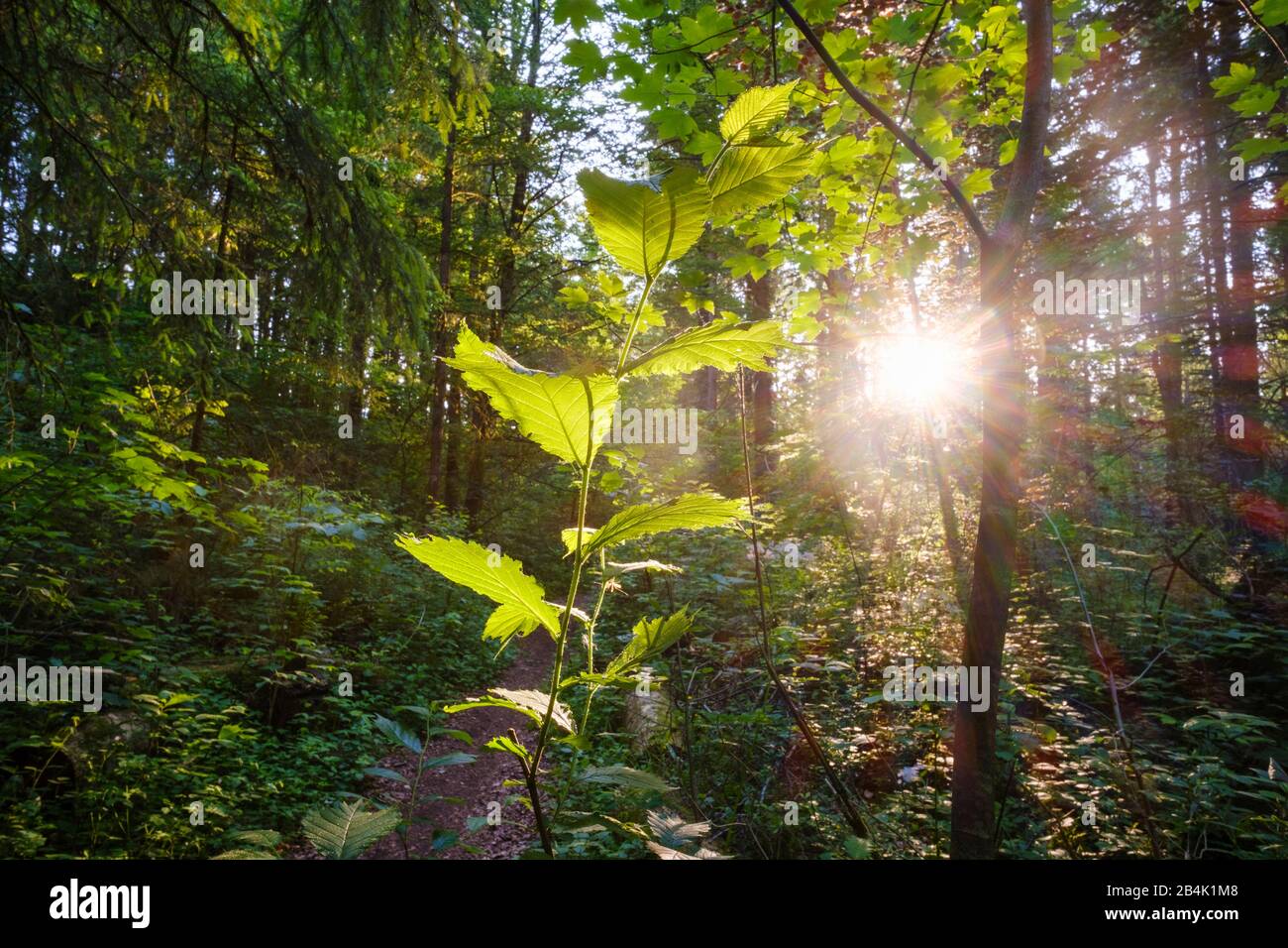 Alluvial forest, nature reserve Isarauen, near Geretsried, Upper Bavaria, Bavaria, Germany Stock Photo