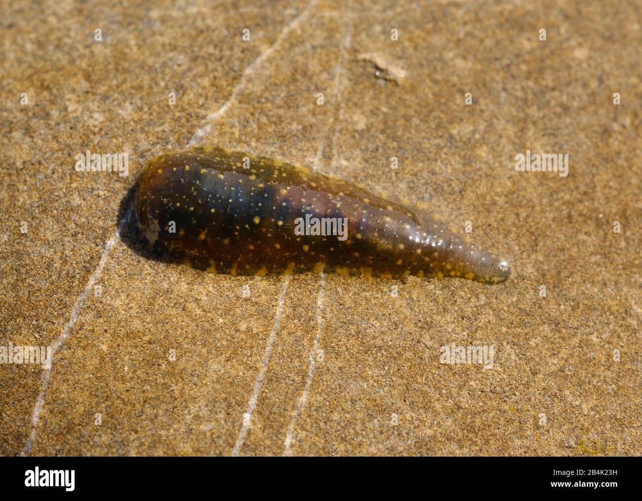 Big snail-tail (Glossiphonia complanata) on stone in Isar, Bavaria, Germany Stock Photo