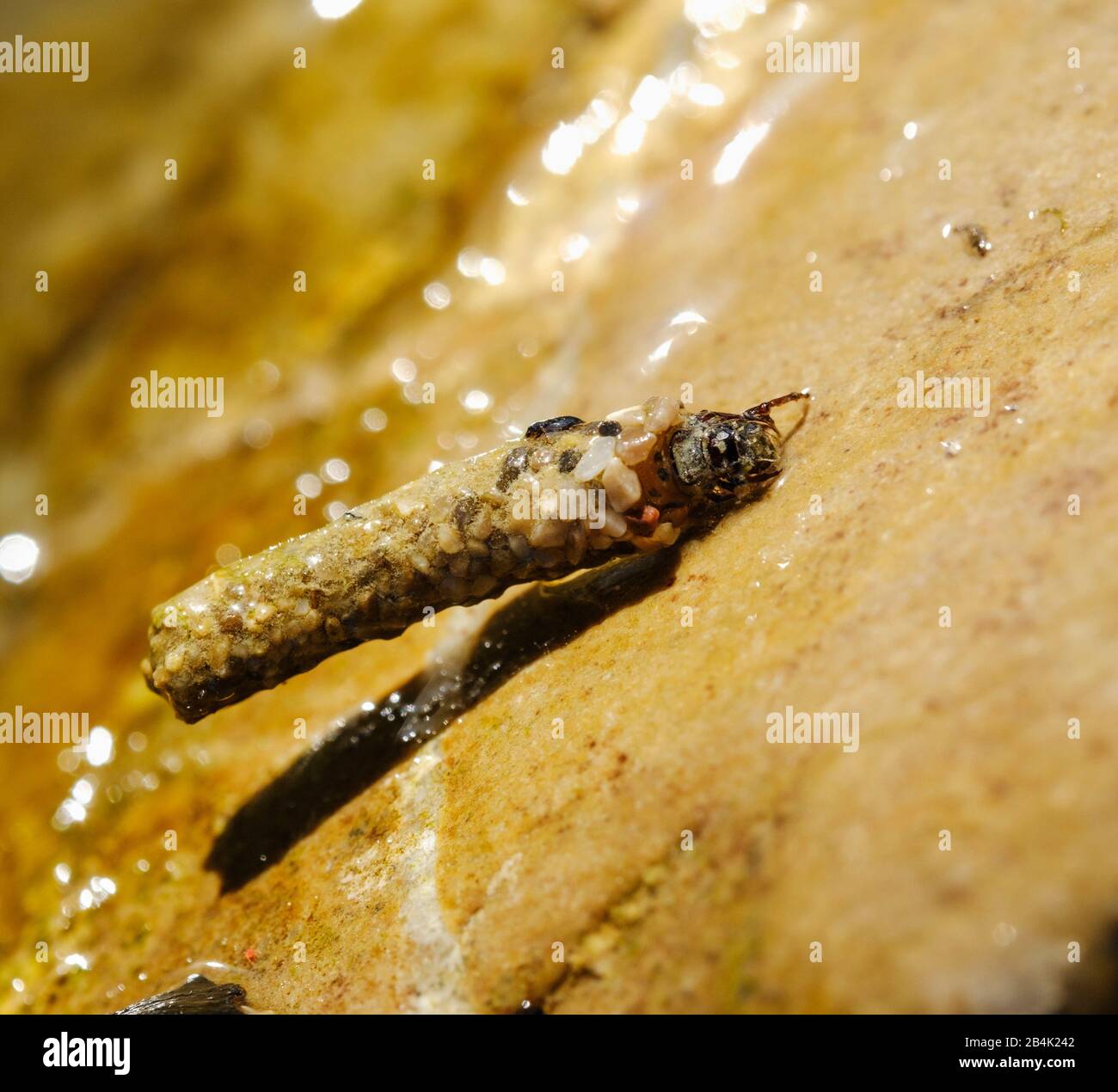 Caduceus larva (Trichoptera) on stone in Isar, Bavaria, Germany Stock Photo