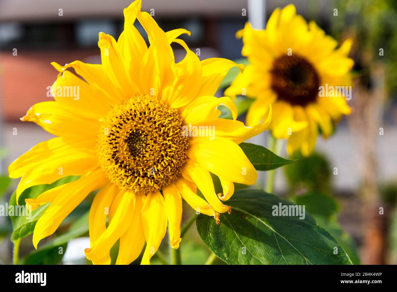 Sonnenblume, Nahaufnahme, Blume, Botanik, Pflanzenwelt, Norddeich, Niedersachsen, Deutschland, Stock Photo