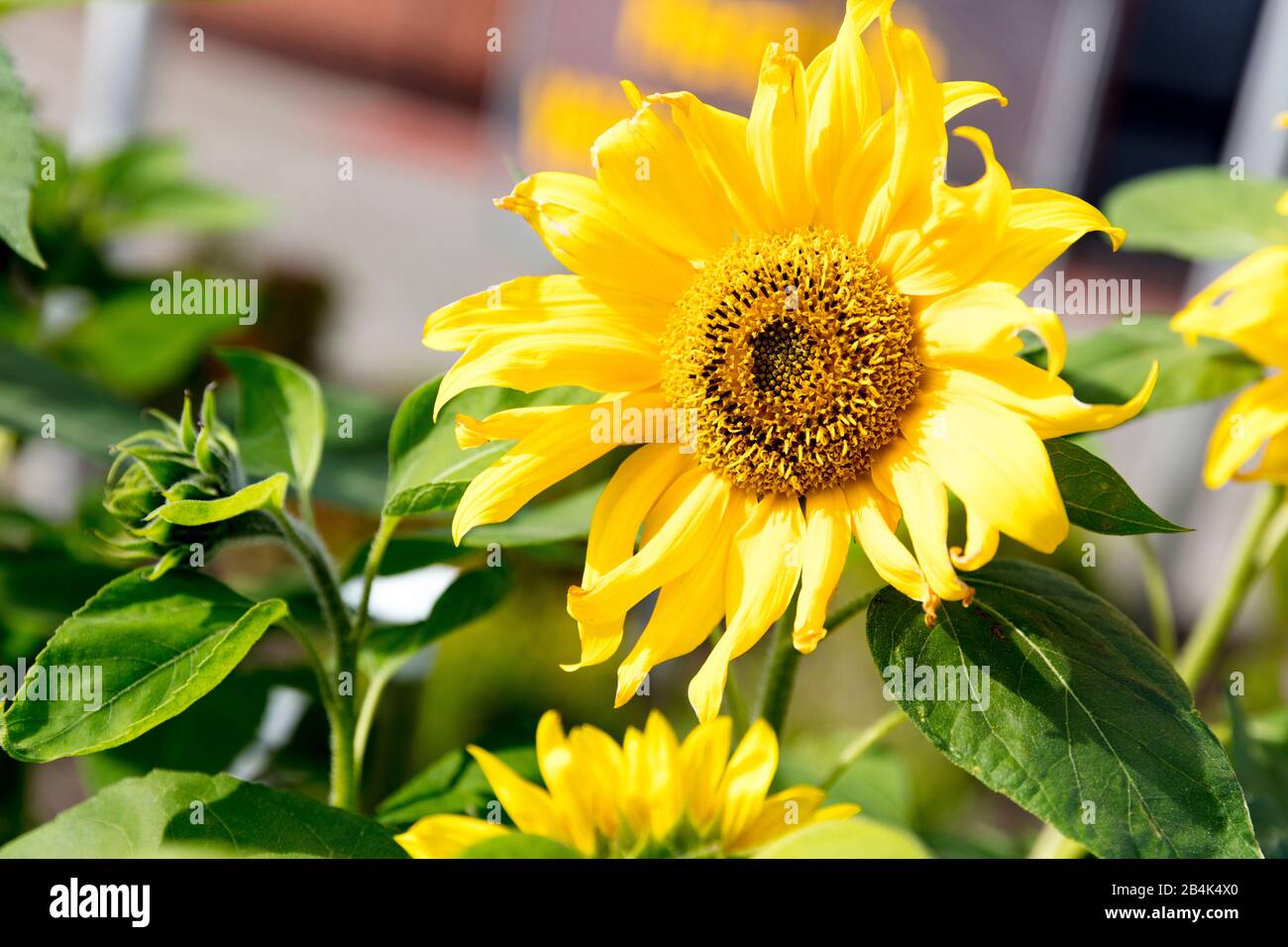 Sonnenblume, Nahaufnahme, Blume, Botanik, Pflanzenwelt, Norddeich, Niedersachsen, Deutschland, Stock Photo