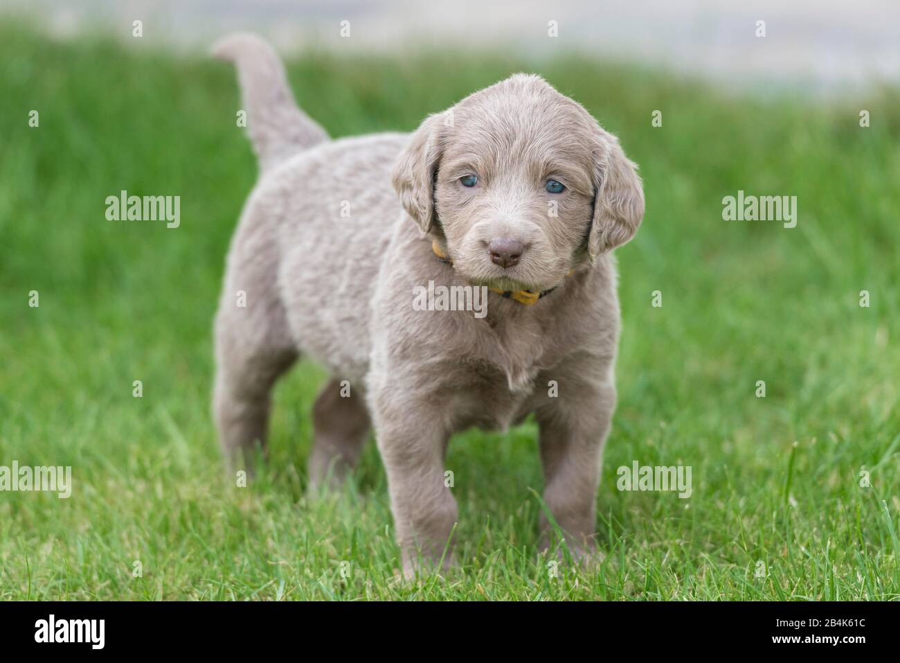 Longhair Weimaraner, puppy, Weimaraner longhaired, lies in the grass Stock Photo
