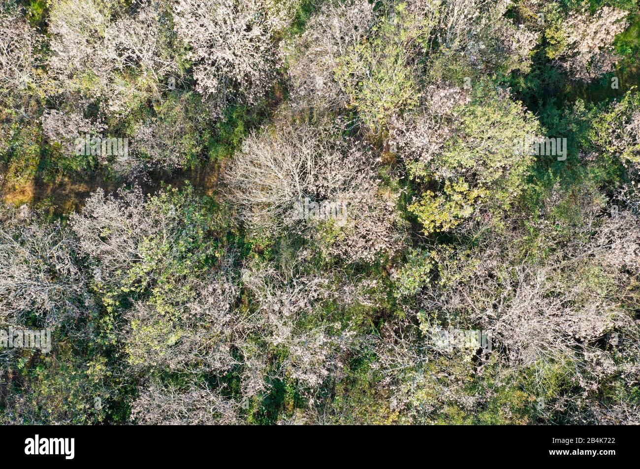Europe, Germany, Hesse, nature park Lahn-Dill-Bergland, Gladenbach, dry damages of pine and oak by fungal and bark beetle infestation, Stock Photo