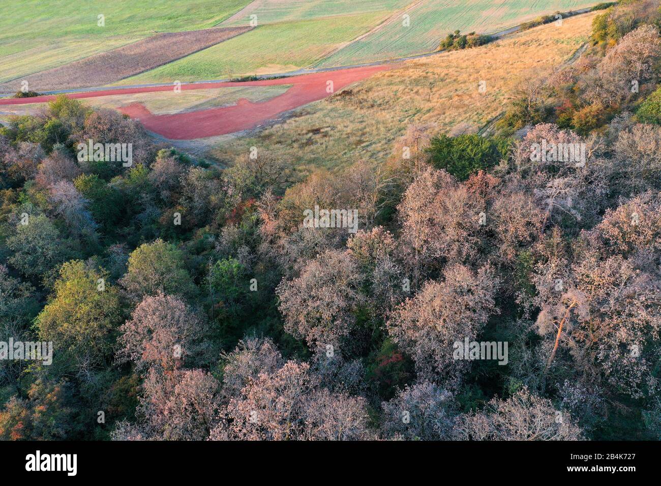 Europe, Germany, Hesse, nature park Lahn-Dill-Bergland, Gladenbach, dry damages of pine and oak by fungal and bark beetle infestation, Stock Photo