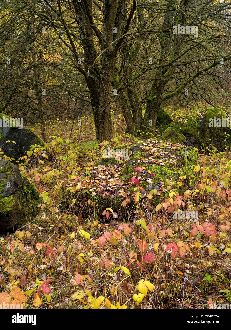 Europe, Germany, Hesse, Lahn-Dill-Bergland Nature Park, Gladenbach, autumnal brambles in front of Weidenbaum Stock Photo