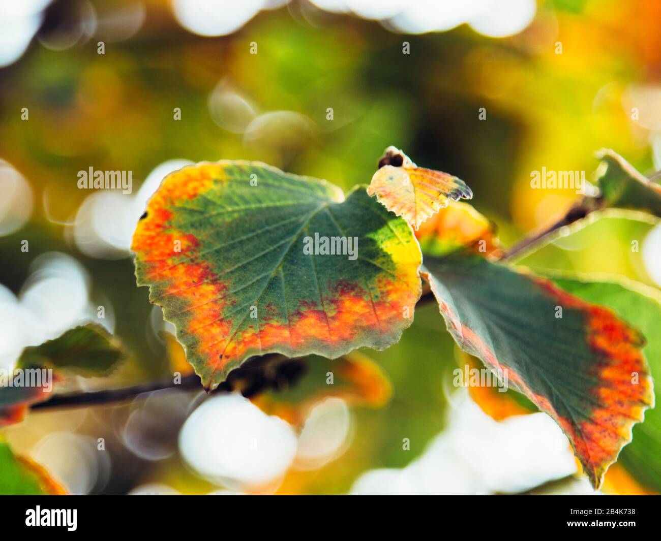 Autumn leaves, close-up Stock Photo - Alamy