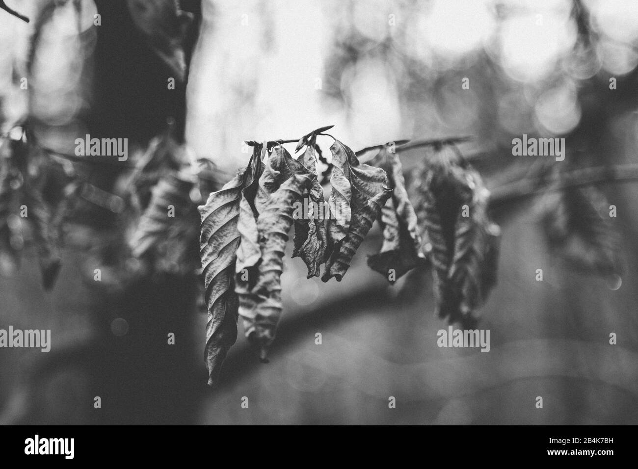 Autumn leaves in the backlight, close-up, b/w Stock Photo