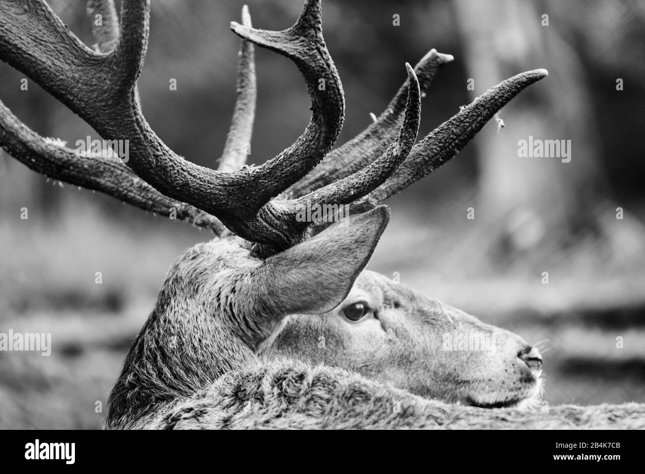 Deer in the forest with big antlers, portrait, Cervidae Stock Photo
