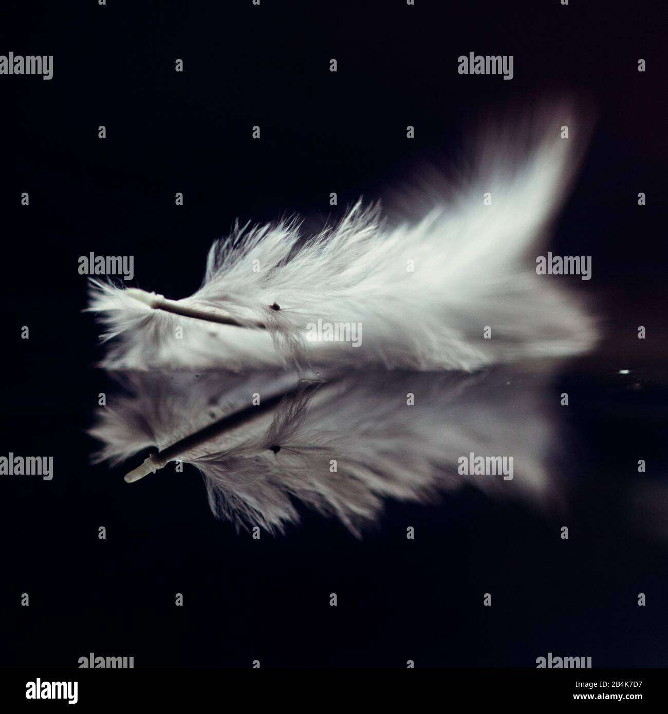 Single bird feather floating in the water, closeup Stock Photo Alamy