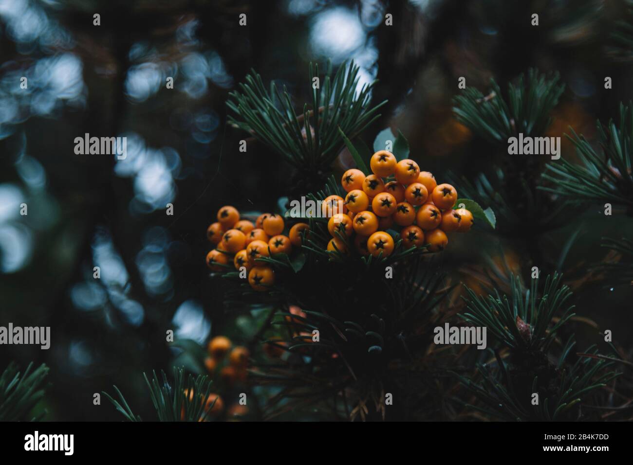 Pine branch and berries of the firethorn, close-up, Pyracantha Stock Photo