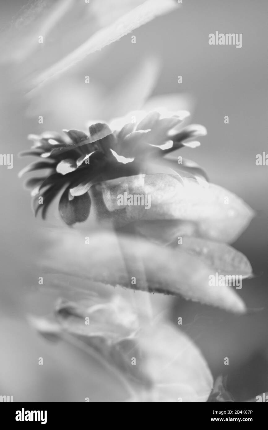 Dahlia, Blossom, Detail, Composing Stock Photo