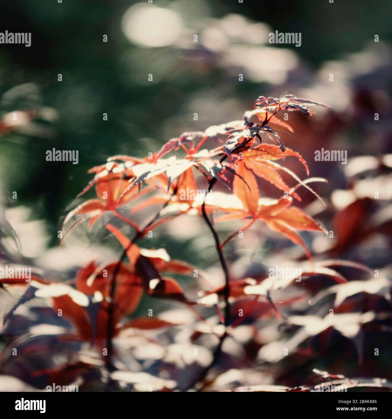 Red japanese fan maple, closeup, acer palmatum Stock Photo Alamy