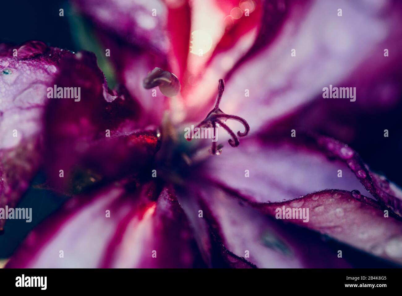 Petals and stamens, detail Stock Photo