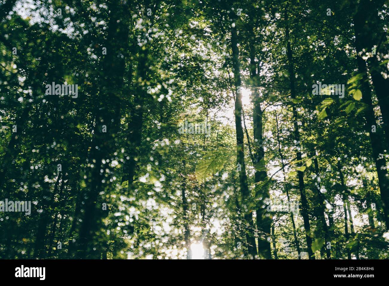 Trees in the forest in the sunset Stock Photo - Alamy