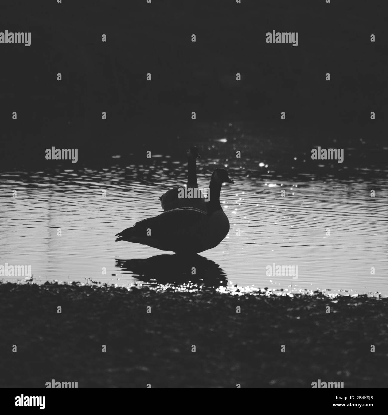 Black and white geese hi-res stock photography and images - Alamy