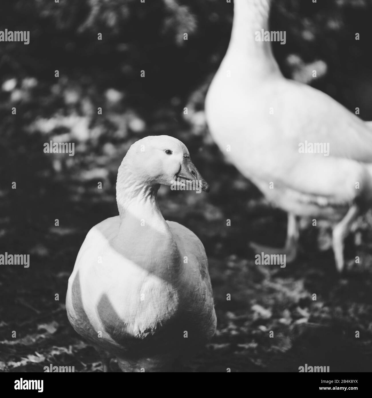 White geese in the open air, domestic goose, anser anser Stock Photo