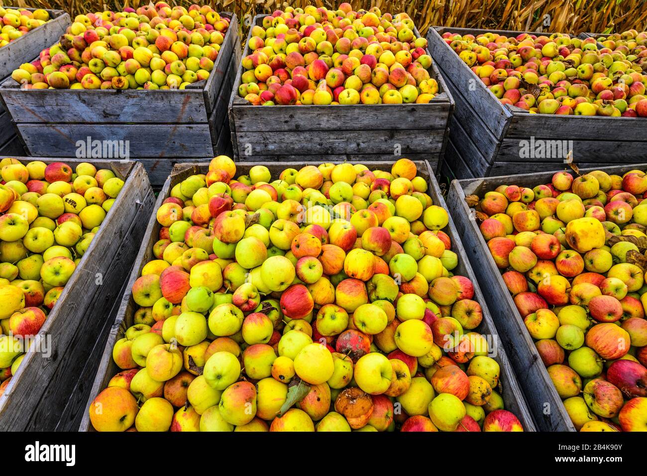 Germany, Baden-Württemberg, Linzgau, Lake Constance, Markdorf, apple harvest Stock Photo