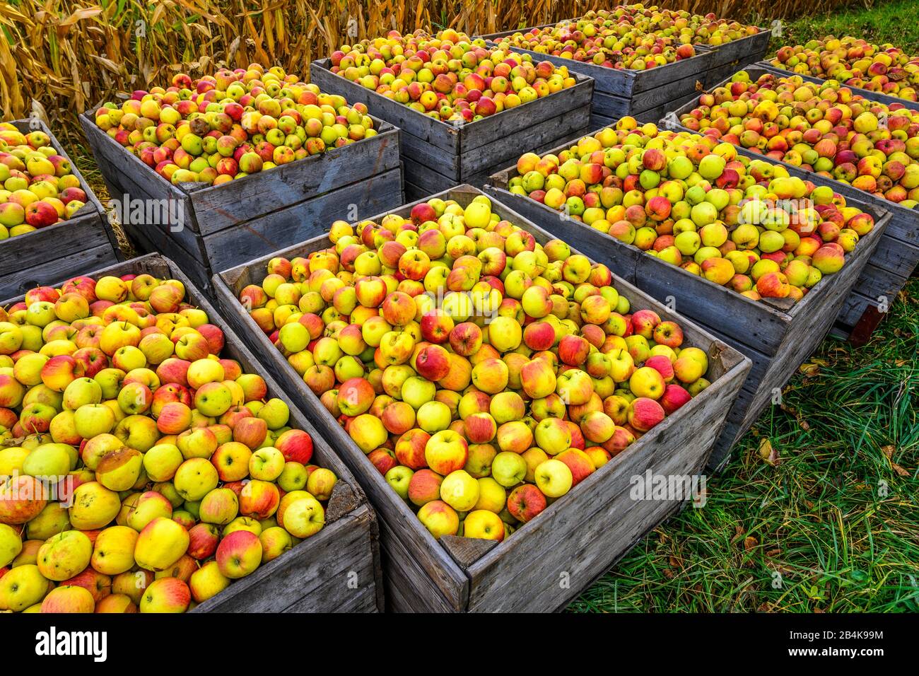 Germany, Baden-Württemberg, Linzgau, Lake Constance, Markdorf, apple harvest Stock Photo