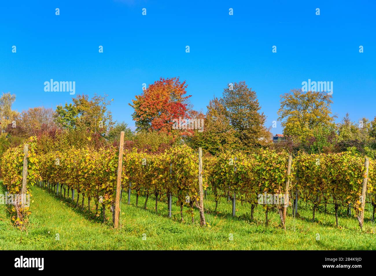 Deutschland, Baden-Württemberg, Bodensee, Stetten am Bodensee, Weinberg am Lerchenberg Stock Photo