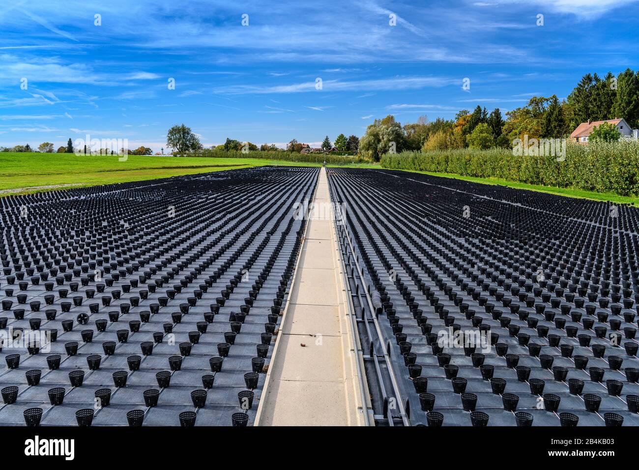 Germany, Bavaria, Swabia, Lake Constance, Wasserburg, district Reutenen, gardening, plant breeding plant Stock Photo