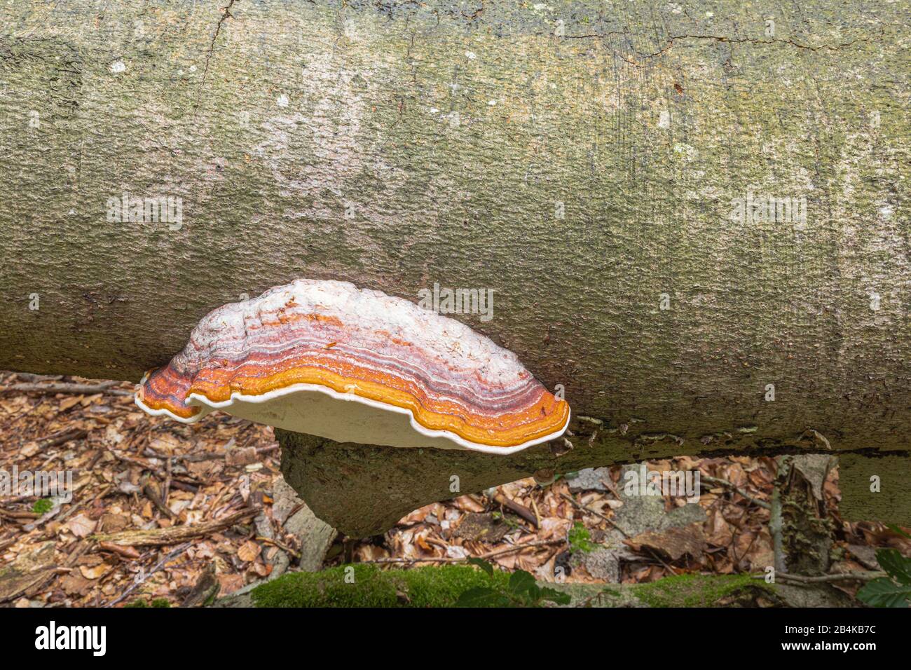 Tinder fungus [Fomes fomentarius] on the trunk of a fallen beech, growing on deadwood Stock Photo