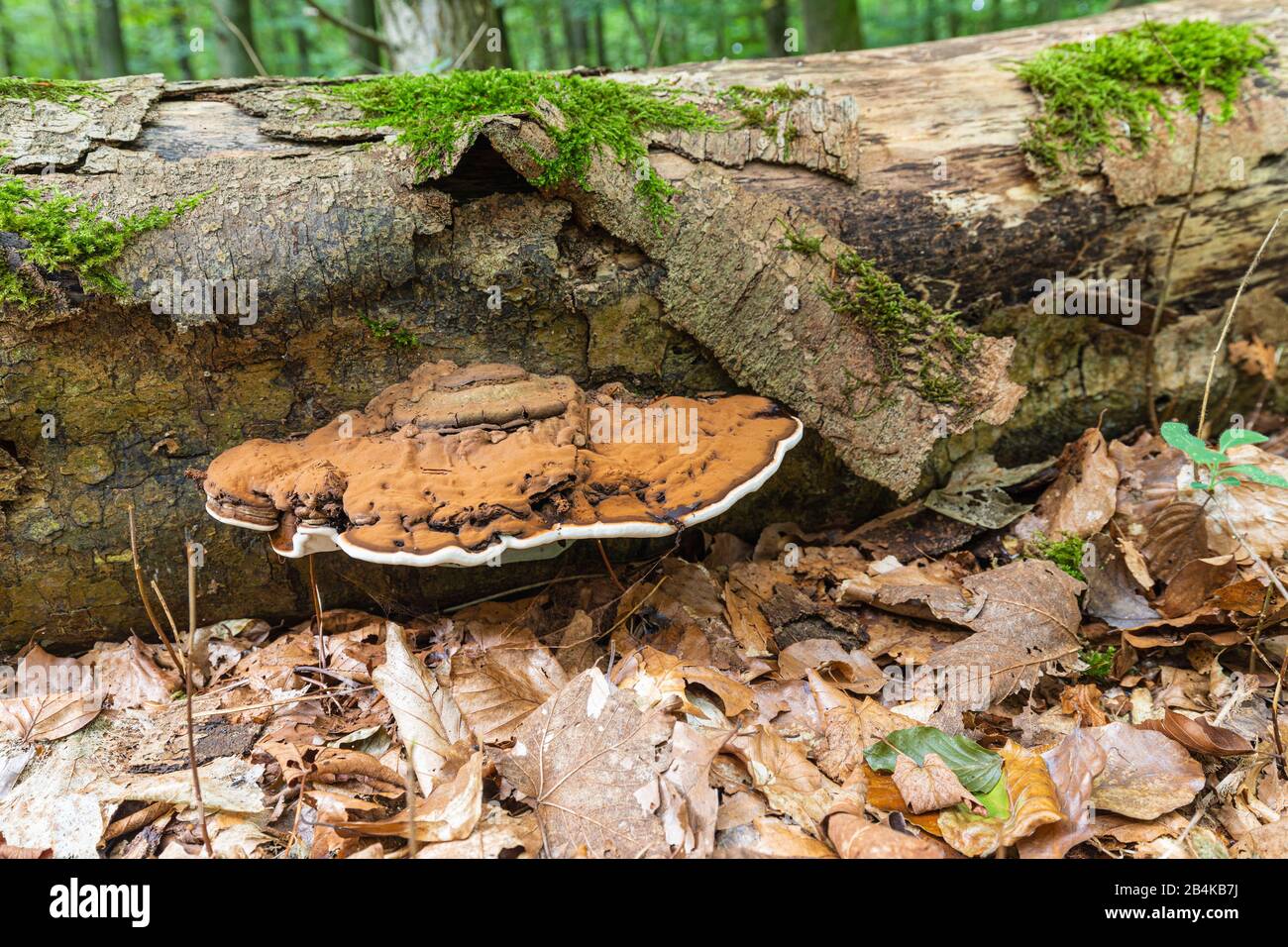 Tinder fungus [Fomes fomentarius] on the trunk of a fallen beech, growing on deadwood Stock Photo
