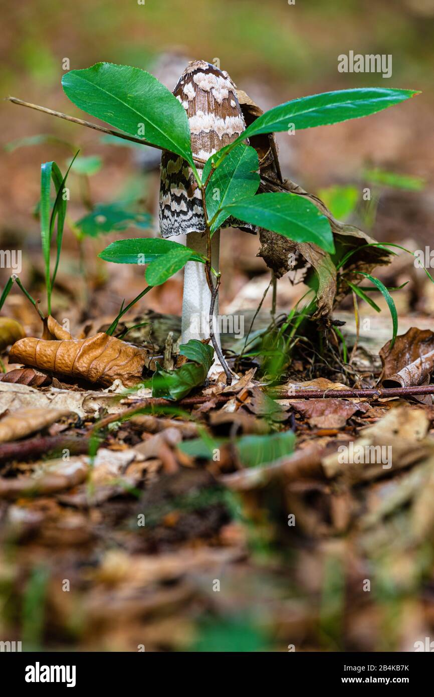 Crested Tintling [Copinus comatus] in natural habitat, nature reserve Biener Busch Stock Photo