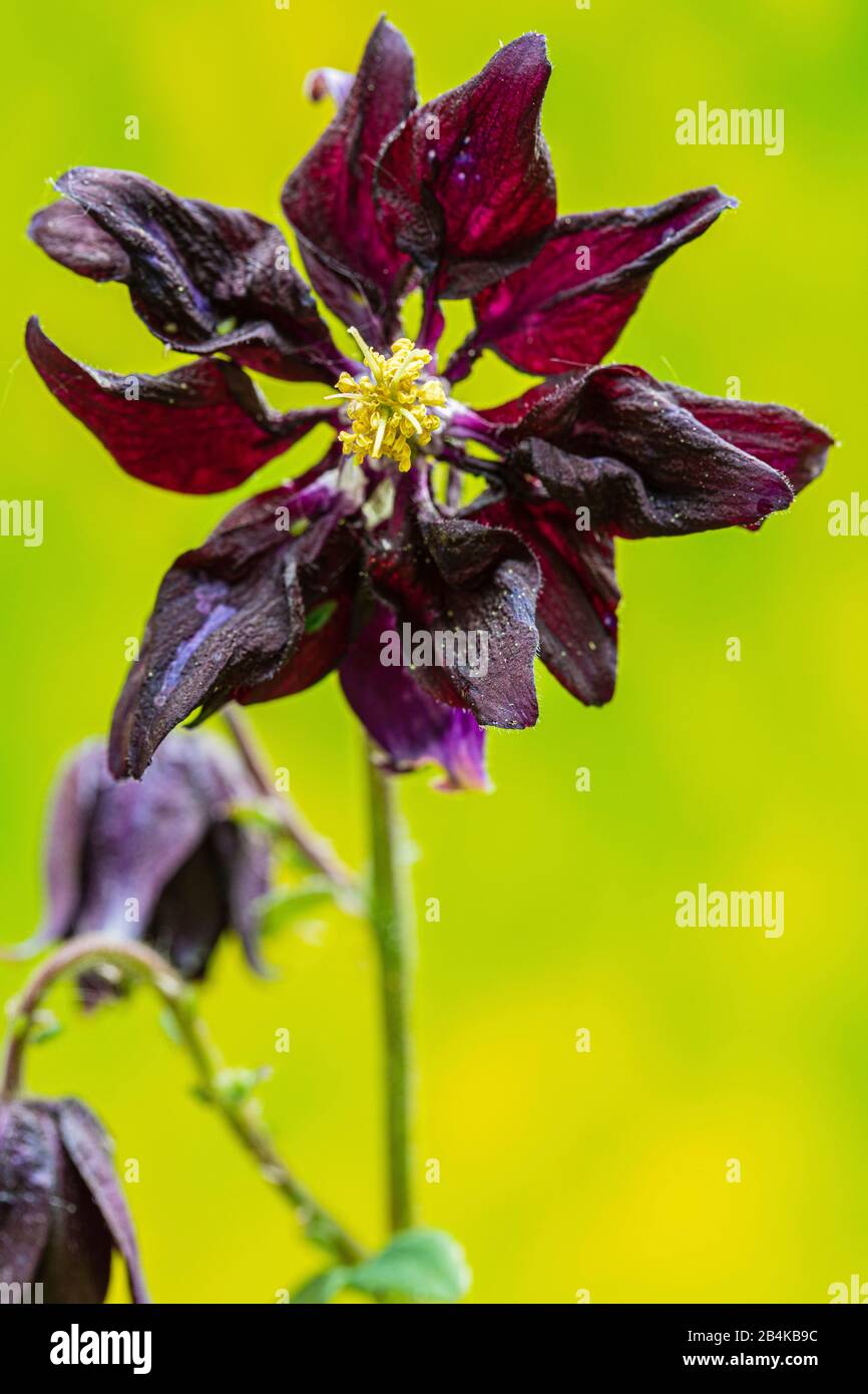Aquilegia vulgaris hybrid 'Black Barlow', Stuffed Columbine, close-up Stock Photo