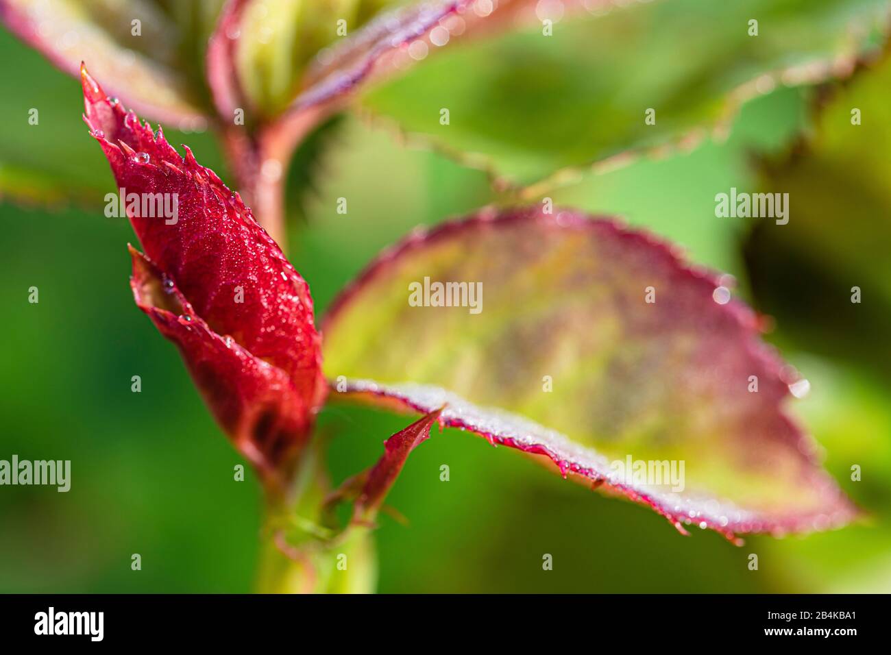 Proliferation roses hires stock photography and images Alamy