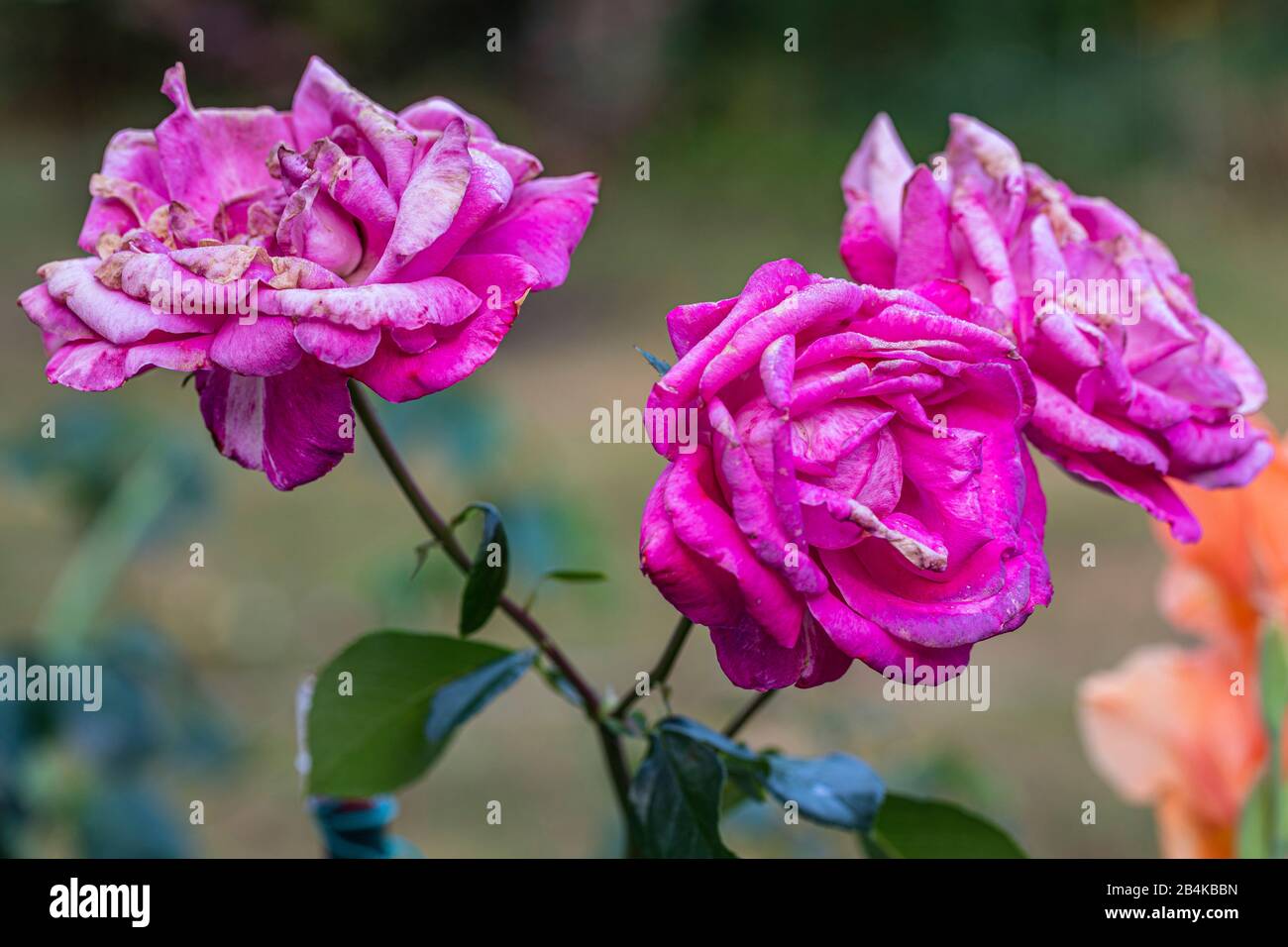 Roses in the garden, blossom, withered Stock Photo