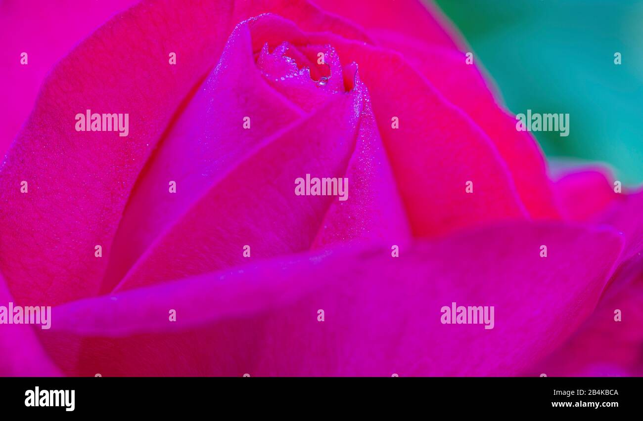Close in rose blooms hi-res stock photography and images - Alamy