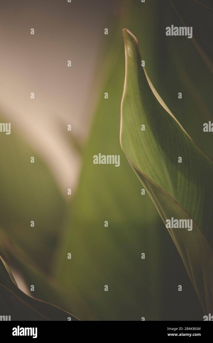 Close up of leaf hi-res stock photography and images - Alamy